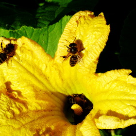 Пчёлы на цветке тыквы